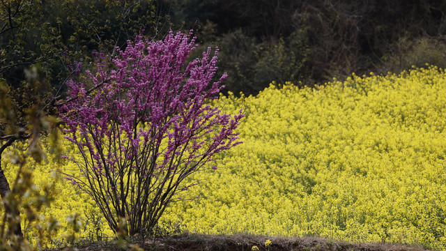 油菜花