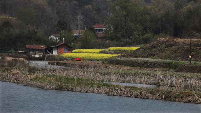 漳河油菜花