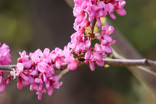 蜂恋花