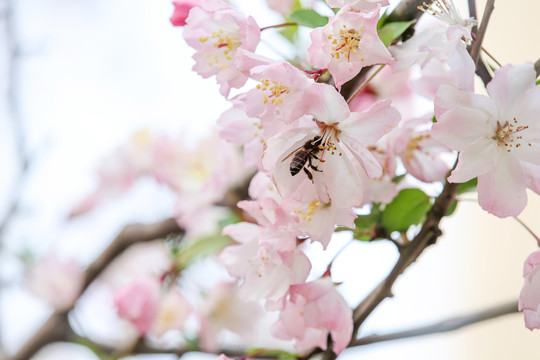 蜂恋花