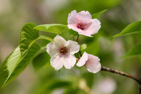 樱桃花