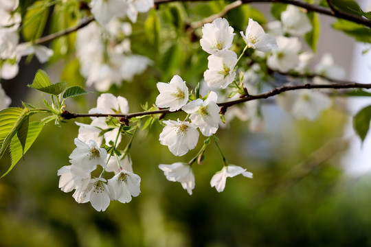 樱桃花