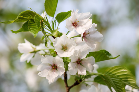 樱桃花