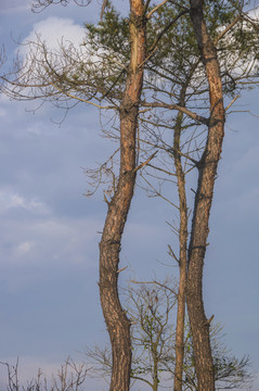 马尾松树干景观