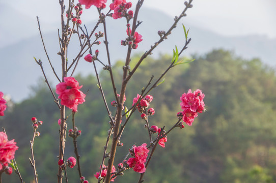 樱花花枝图