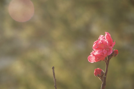 樱花一朵花