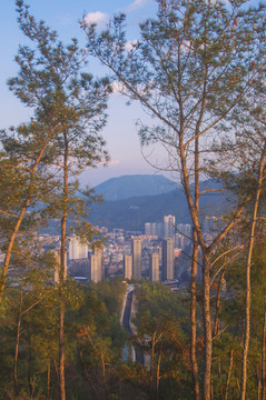 山顶林间窥城景