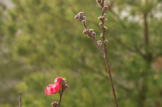 花苞枝