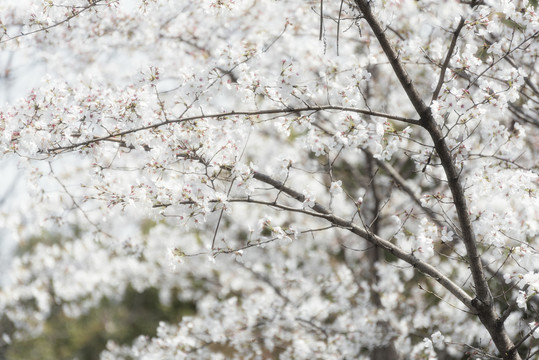 樱花树