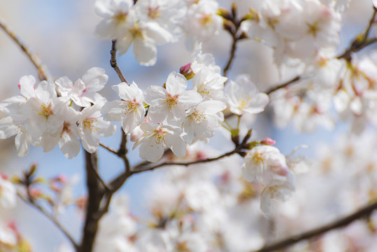 樱花