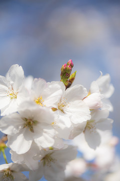 日本樱花