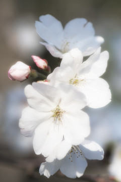 日本樱花