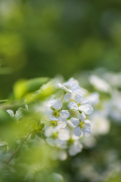 珍珠绣线菊