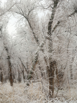 春雪