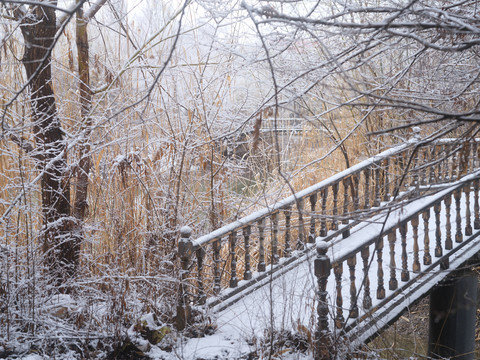 春雪