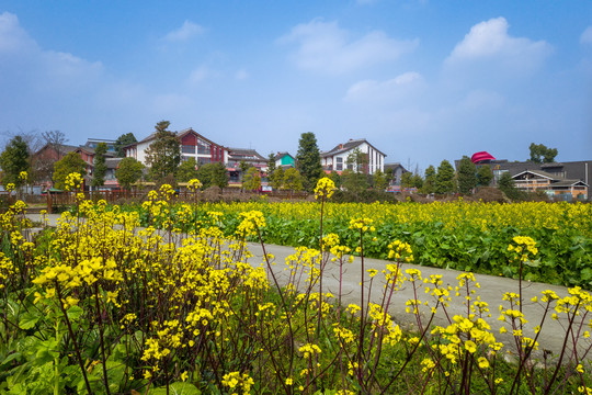 战旗村油菜花