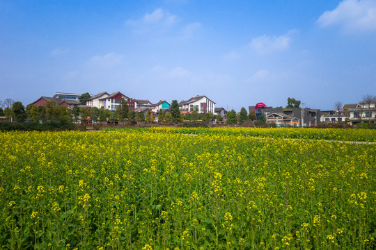 战旗村油菜花