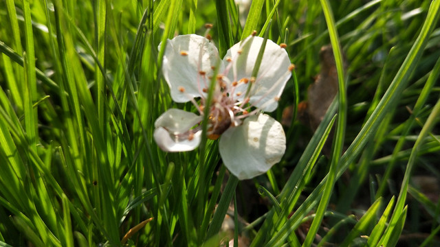 残花与绿叶