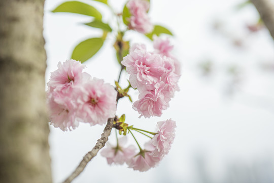 樱花