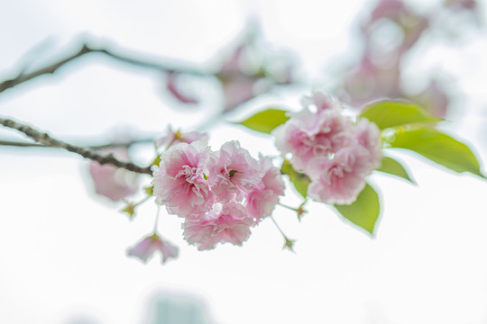 花卉樱花特写