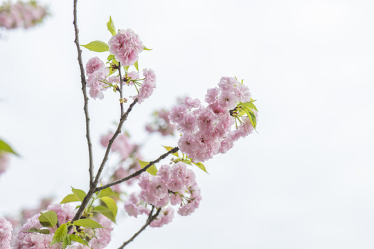 花朵绽放