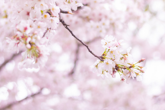 春天户外粉色樱花绽放花朵