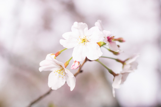 春天户外粉色樱花绽放花朵