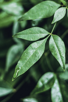 下雨天绿色树叶水滴雨水背景