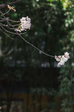 春天户外白色樱花花朵绽放