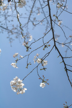 春天户外白色樱花花朵绽放