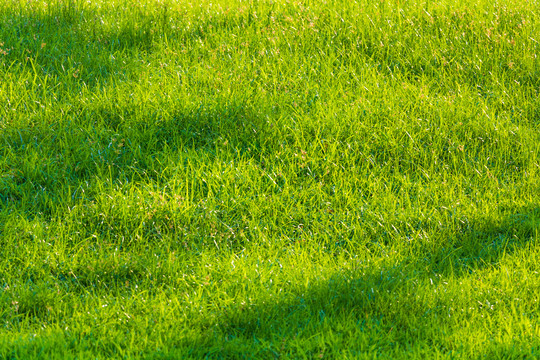 春天户外绿色草地草坪纹理