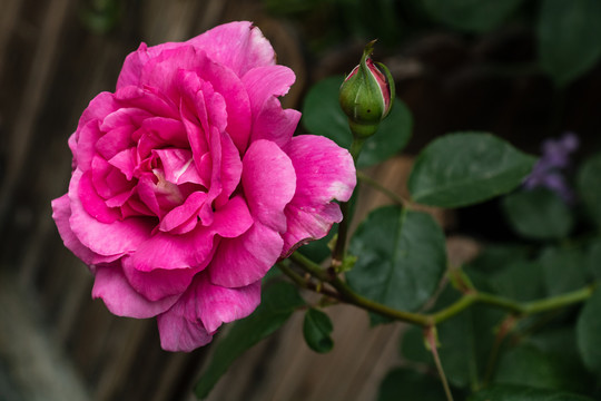 春暖花开绽放的月季花朵