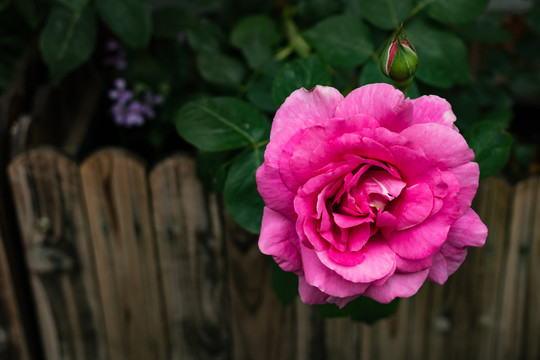 春暖花开绽放的月季花朵