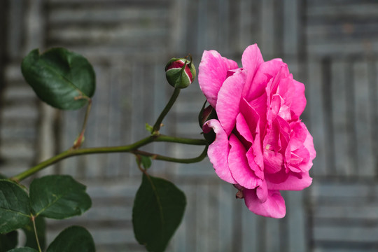 春暖花开绽放的月季花朵