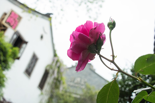 春暖花开绽放的月季花朵