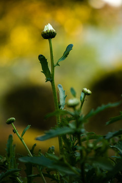 春天绿色植物野花花苞