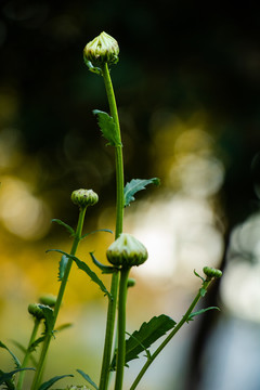 春天绿色植物野花花苞