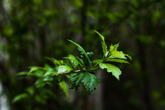 下雨雨后水珠湿润潮湿草地树叶