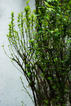 下雨雨后水珠湿润潮湿草地树叶