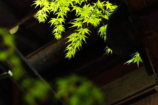 绿色枫叶雨水湿润潮湿树叶春天