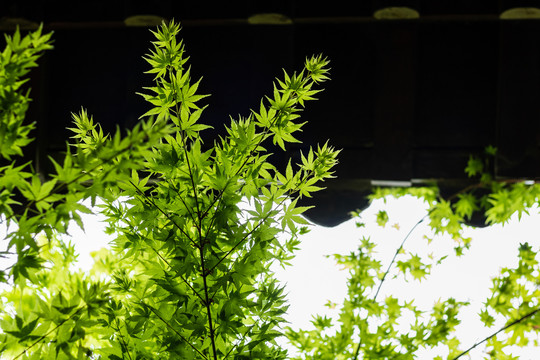 绿色枫叶雨水湿润潮湿树叶春天