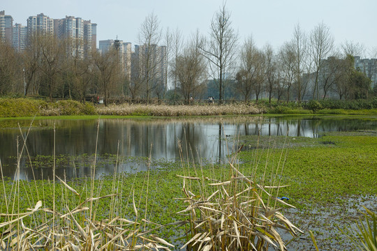 湿地公园低碳城市