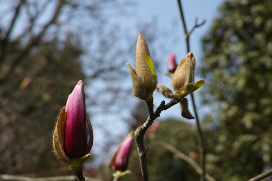 玉兰花