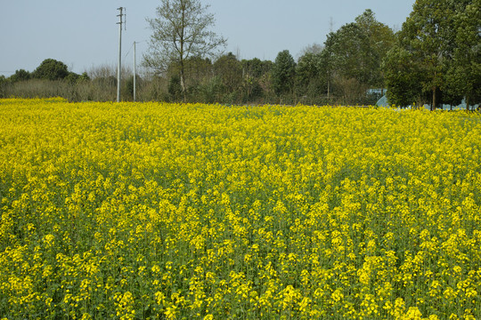 油菜花