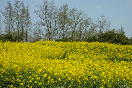 油菜花田园风光