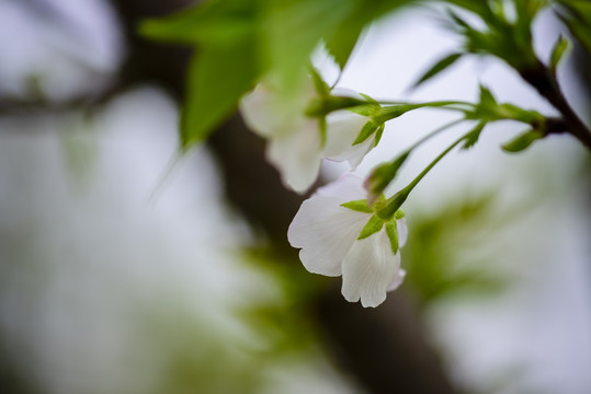 樱花