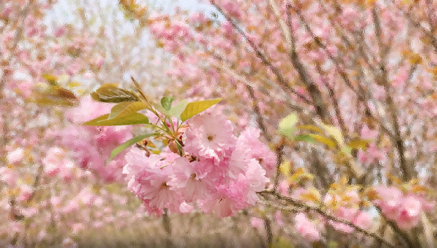 樱花