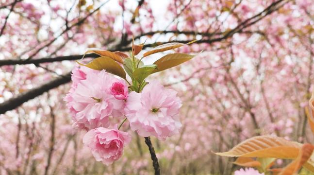 樱花