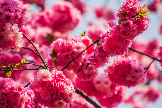 云南樱花特写