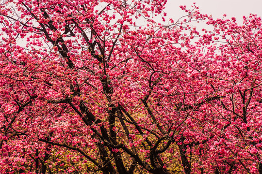 云南樱花树林